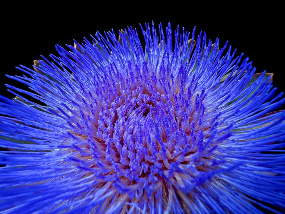 Apple-iPhone-16-Pro-macro-photography-240909_big.jpg.large_.jpg